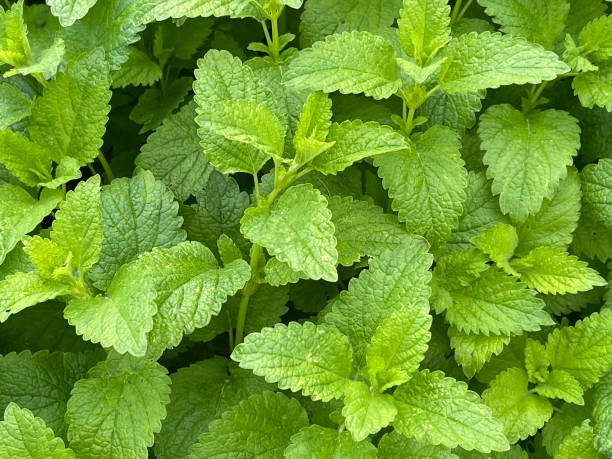 istock Zitronenmelisse, Melissa officinalis 1425121506
