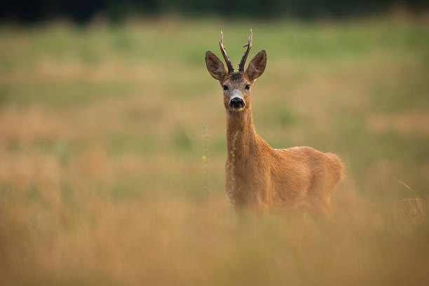 istock Roe deer looking to the camera on field in autumn nature 1425121515