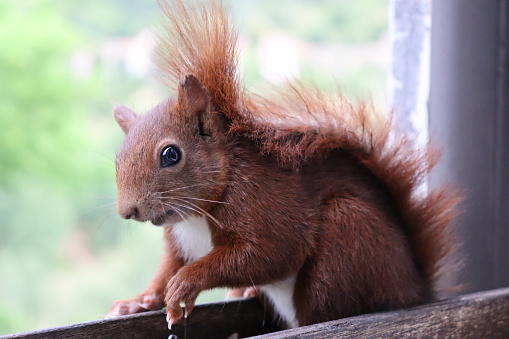 Red Squirrel\n\nPlease view my portfolio for other wildlife photos.