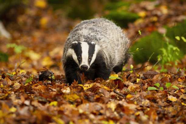 istock European badger walking on orange leaves in autumn forest from front view. 1425121824