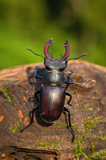 istock Stag beetle crawling up a wooden branch in summer nature 1425121904