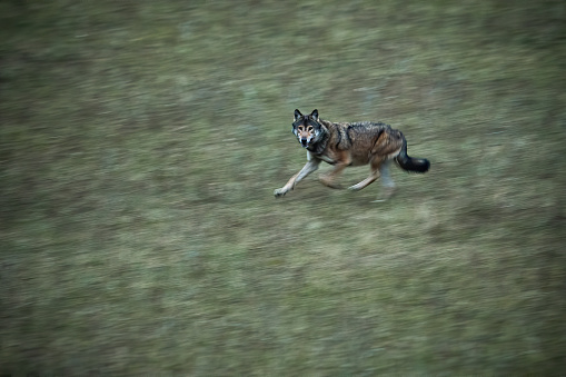 Wild wolf, canis lupus, running fast on a meadow in autumn nature. Animal wildlife sprinting with surrounding blurred by motion. Panning of mammal predator.