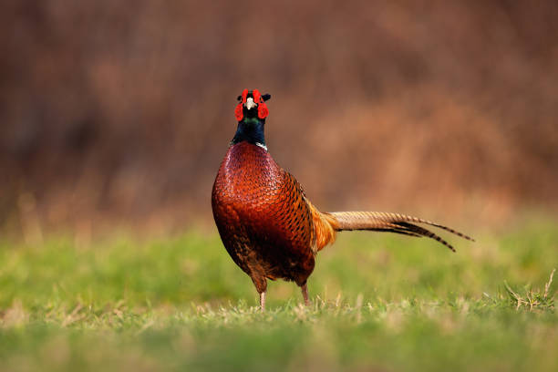 istock Common pheasant walking on grassland in autumn nature 1425122168