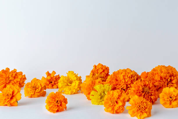 Marigold flowers on a white background. Autumn composition of flowers.Background for the Day of the Dead.copy space Marigold flowers on a white background. Autumn composition of flowers.Background for the Day of the Dead.copy space marigold stock pictures, royalty-free photos & images