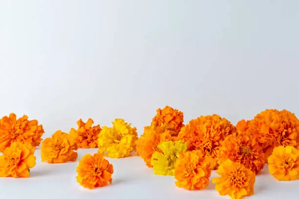 Marigold flowers on a white background. Autumn composition of flowers.Background for the Day of the Dead.copy space