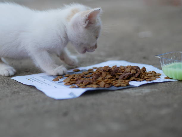 Street homeless cat eats dry food. Help stray animals, feeding. stock photo