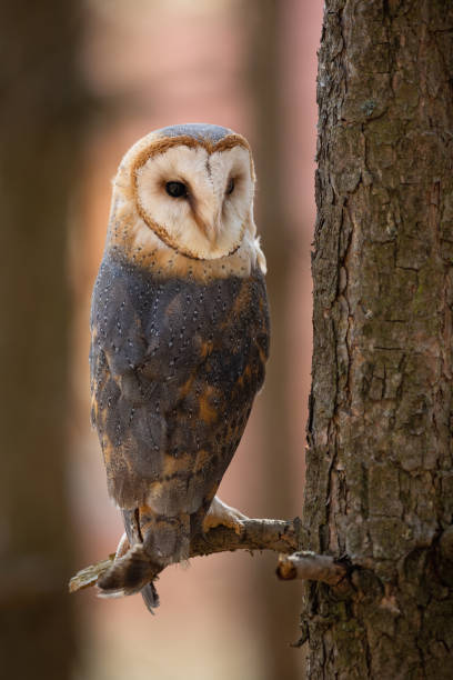 istock Barn owl sitting on a branch in forest and turning around 1425124553