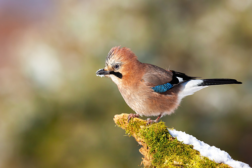 Eurasian jay sitting on mossed wood in winter from side. bird resting in winter from side. Brown bird resting on green snowy branch. Little feathered animal looking on tree.