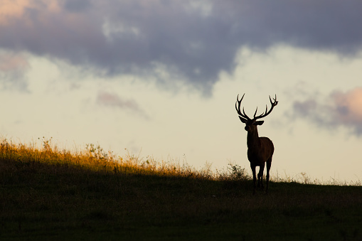 Red deer, cervus elaphus, approaching on a horizon at sunset with copy space. Dark silhouette of a mammal with antlers walking meadow. Animal wildlife in nature.