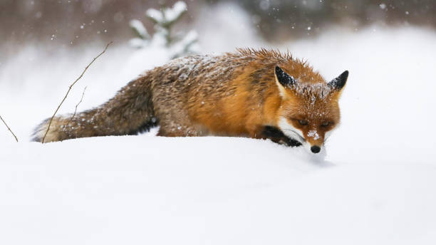 istock Red fox wading in deep snow in wintertime nature during snowing 1425125104