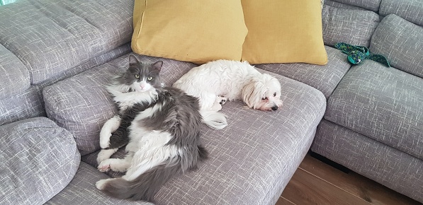 Cat and dog lying together