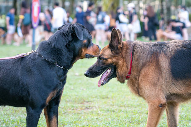 German Shepherd Dog