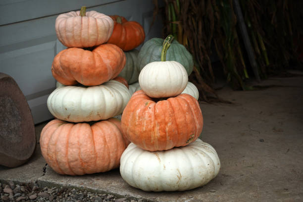 istock many halloween pumpkins together on green 1425129054