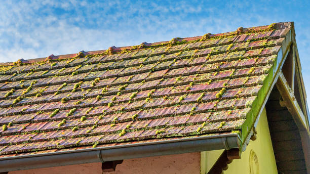 Free picture: roof, rooftop, ceramic, tiles, old fashioned, mossy ...
