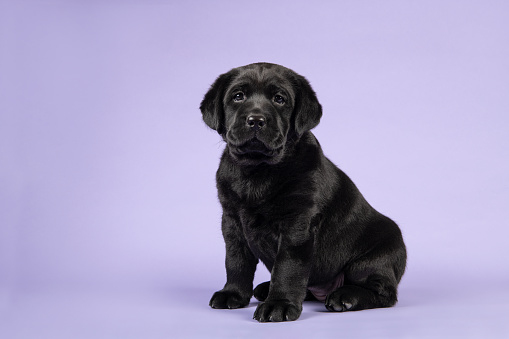 Black labrador puppy sitting on a lavender purple background looking at the camera