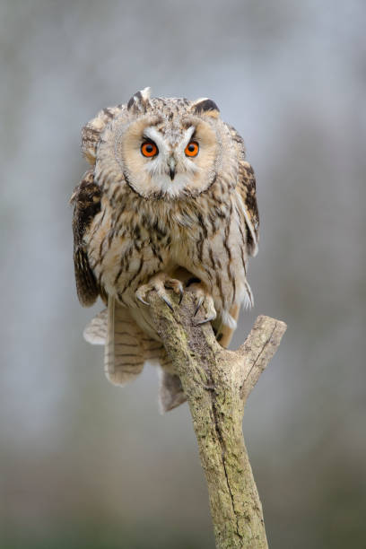 istock Long-eared owl resting looking at the camera sitting outdoors on a branch 1425131510