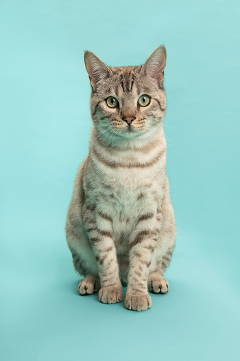 A formal portrait of a beautiful young Bengel cat against a light background.