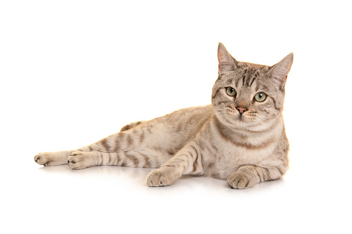 Cute tabby cat on the edge of a chair in kitchen. Apartment is very lived in and cosy. Horizontal full length indoors shot with copy space.