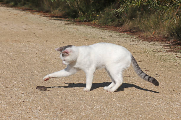 12 september 2022, Basse Yutz, Yutz, Thionville Portes de France, Moselle, Lorraine, Grand Est, France. In a public park, a young white cat, with small gray spots, is in the middle of a path. He is playing with the shrew he has just caught. He kicks her.