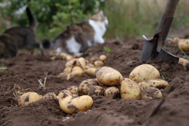 le processus de récolte des pommes de terre dans le champ d’un agriculteur - red potato photos photos et images de collection