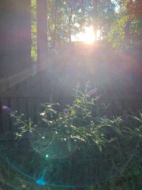 istock Butterfly Bush in the Sunlight 1425133930
