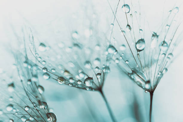 istock Water drops on parachutes dandelion. Copy space. soft focus 1425135544