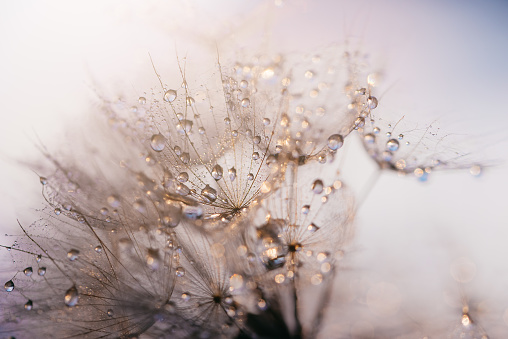 Dandelion and dew drops - Abstract Macro like alien landscape