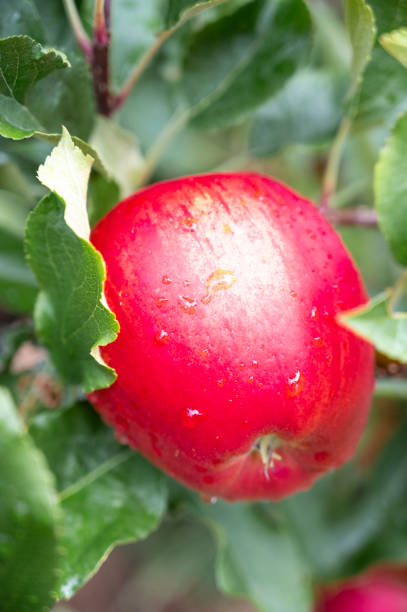 istock Apple hanging on an apple tree in an orchard 1425136907