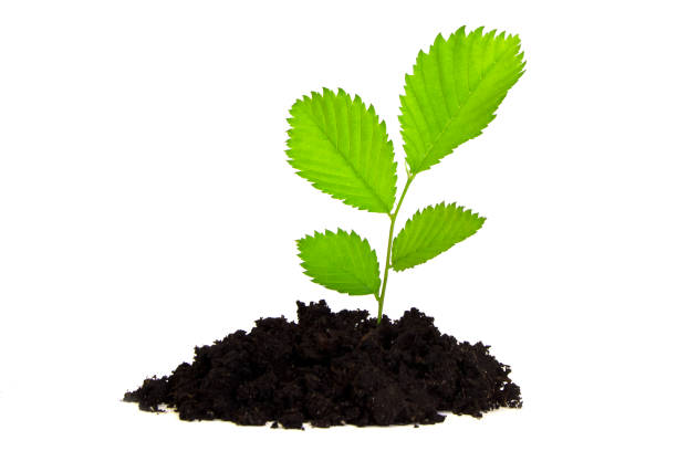 istock Green sprout growing out from soil isolated on white background 1425140733