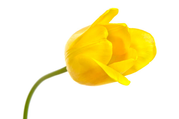 istock Yellow spring tulip isolated on white background 1425140770