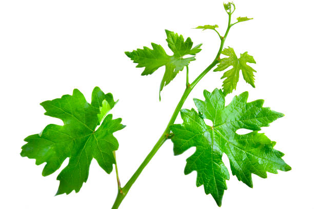 istock Branch of Grape leaves isolated on white background 1425140771