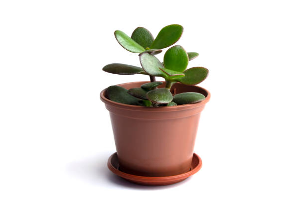 istock Succulent houseplant Crassula in a pot on white background 1425140805
