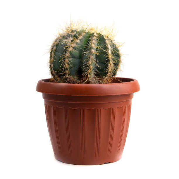 istock Cactus plant in pot isolated on white background 1425140821