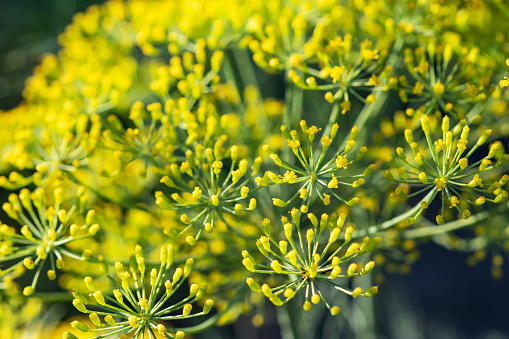 Mustard flower and Mustard plants growing in India. Edible oil is extracted from the seeds of these flowers.