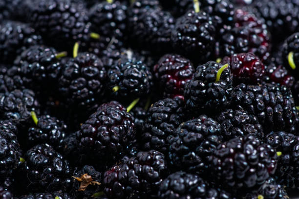 istock Mulberry background. Fresh Mulberrys top view. Black Berries wide Backdrop 1425142563