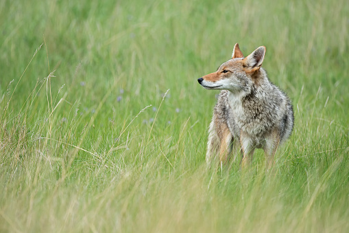 Black background Coyote close up profile shot