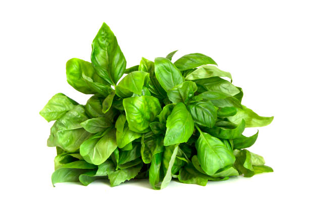 istock Sweet basil herb leaves bunch isolated on white background 1425142935