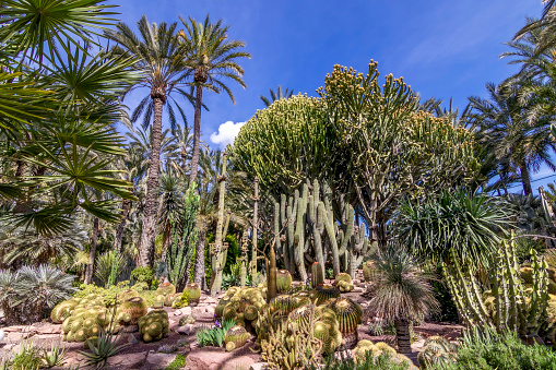 Palmeral of Elche. Botanical garden of the huerto del cura in Elche, Alicante, spain