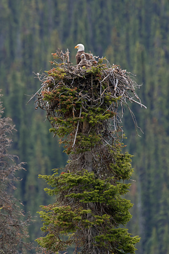 Eagle Nest with Mother & 2 Chicks.  Three weeks after hatch. Focal point on Eaglet.