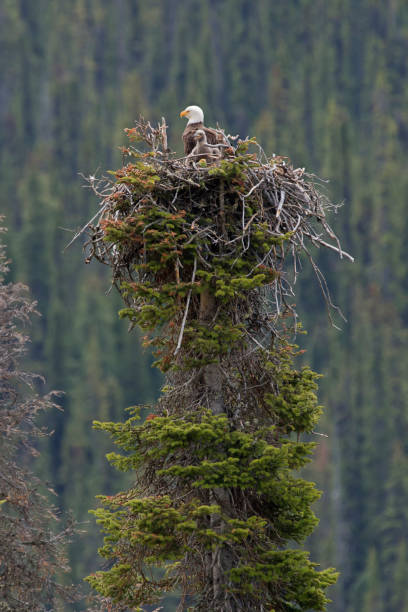 ninho de águia careca - north america bald eagle portrait vertical - fotografias e filmes do acervo