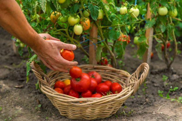 Male farmer harvests tomatoes in the garden. Selective focus. Male farmer harvests tomatoes in the garden. Selective focus. Food. greenhouse nightclub nyc photos stock pictures, royalty-free photos & images