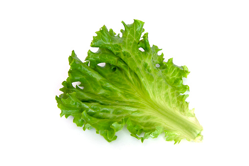 Salad leaf. Lettuce isolated on a white background .