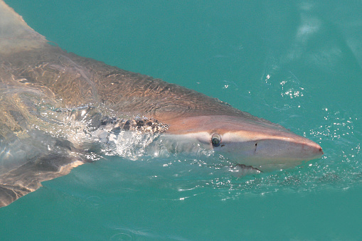 bronze whaler or copper shark, Carcharhinus brachyurus, swimming at surface, Gansbaai, South Africa; eye, nostril and ampullae of Lorenzini can be observed clearly