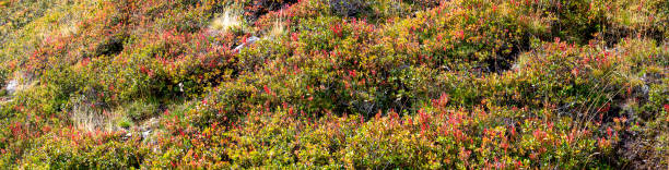Panoramic view of a slope with lingonberry shrubs with partly red leaves on an alp at late summer on the mountain Turnthaler in Tirol, Austria