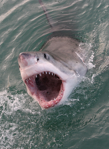 great white shark, Carcharodon carcharias, Gansbaai, South Africa