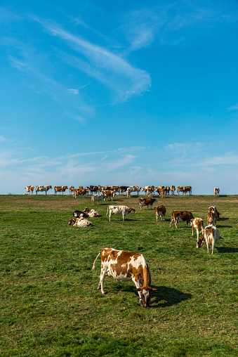 Cows together gathering in the pasture, funny and joyful and a blue cloudy sky.