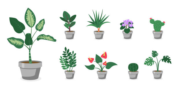 ilustrações de stock, clip art, desenhos animados e ícones de house plants in grey pots standing on shelf vector illustration. room interior decor. cactus, succulent, monstera, calla, ficus in ceramic containers. flowers, plants design element - flower pot vase purple decor