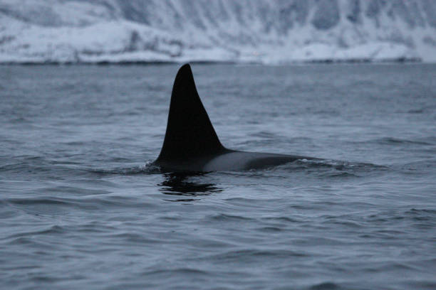 istock orca or killer whale, Orcinus orca in a fjord, Tromso, Norway 1425145771