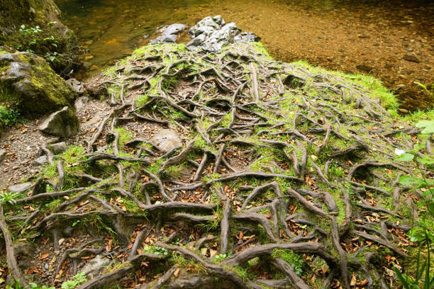 External trees roots emerge above ground next to water.