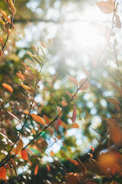 istock Autumn bush with orange leaves 1425147555